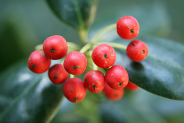 berries close up