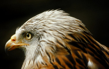 Fototapeta premium mäusebussard4