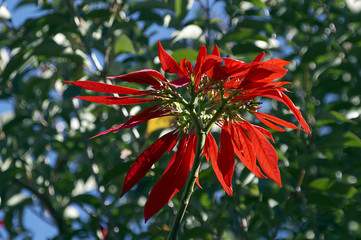 poinsettia