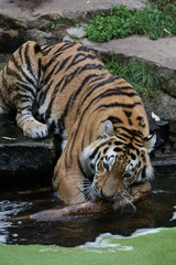 amurtiger