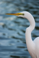 great egret 3