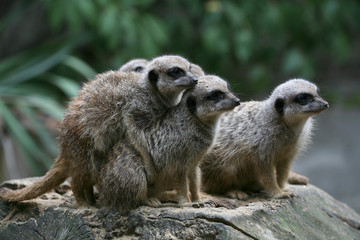 erdmännchen