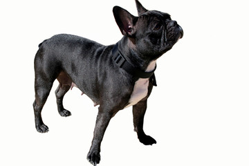 bouledogue français 2