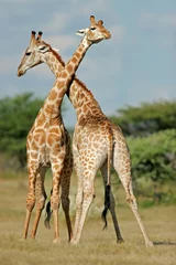 Rolgordijnen giraffes © EcoView