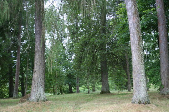 trees