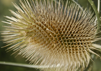 naturaleza espinosa