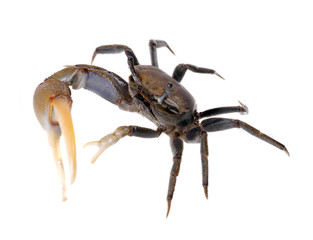 feeling crabby 2
