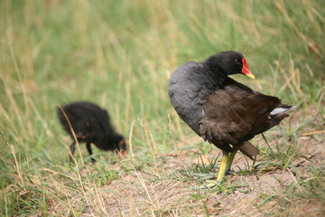 teichhuhn