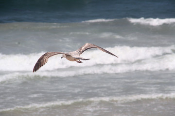 gaviota_2