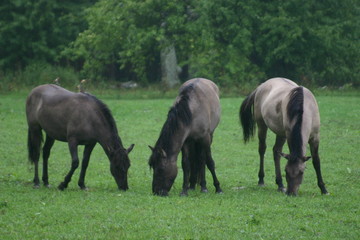 tarpan horses eating grass