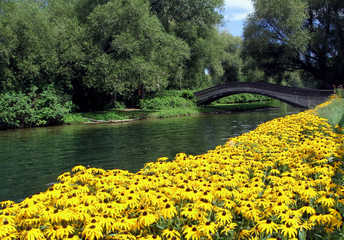 bridge and black-eyed susans