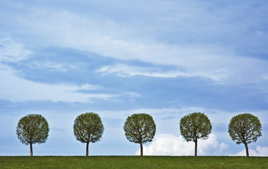 5 trees