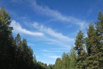 treeline