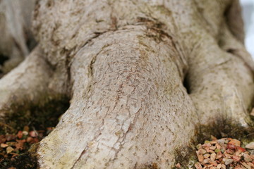 bonsai tree