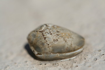 sea shell in the sun