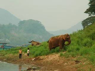 Fototapeten elephant, laos © J-F Perigois