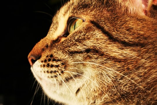 cat