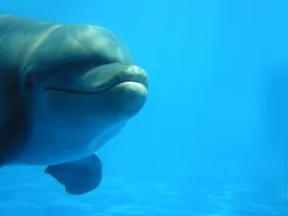 Crédence de cuisine en verre imprimé Dauphin dolphin