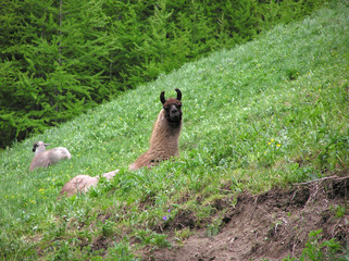 Naklejka premium 0217-lamas