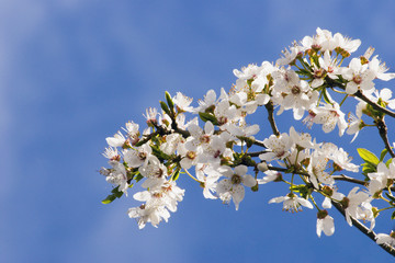 spring blossom 03