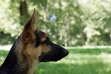 jeune chien © Philippe Minisini