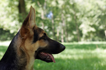 jeune chien tirant la langue