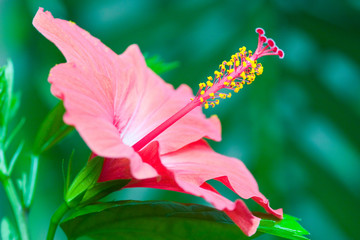 hibiskus © Sergey Minaev