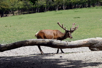 cerf