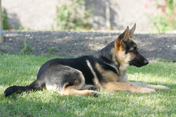 jeune chien couché