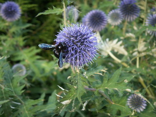 macro insecte dandelion violet noir gros