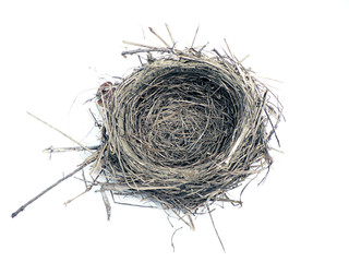 bird nest