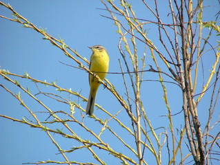 yellow wagtail