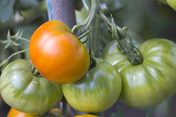 tomates vertes et rouges