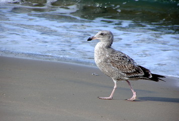 seagull with attitude on beach