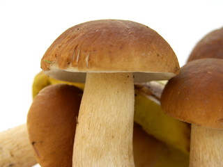 boletus
