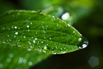 green leaf in dew-drops