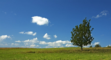 background of blue sky and tree in the field