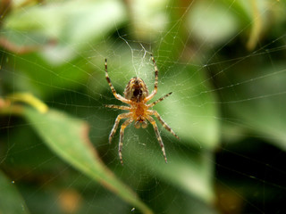 spider