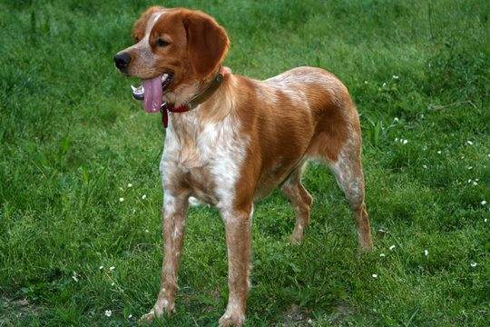 รูปภาพEspiegle – เลือกดูภาพถ่ายสต็อก เวกเตอร์ และวิดีโอ129 | Adobe Stock