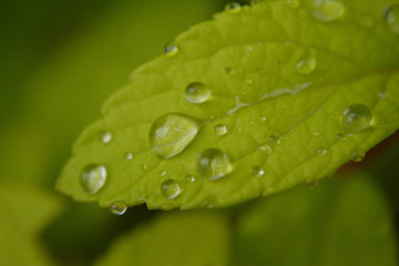 water drops on leaf