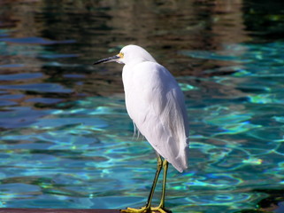 snowy egret