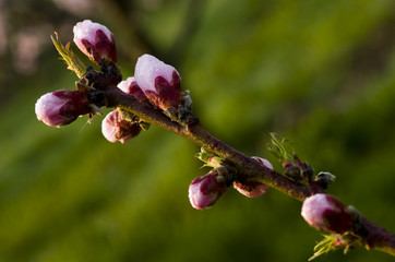 peach tree flower