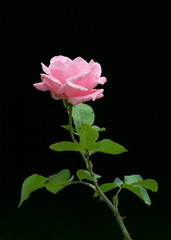 Obraz premium rose on black