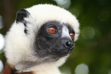 portrait de lémurien - parc du palmarium