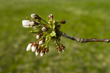 cherry tree flower