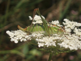 grasshopper