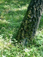 trunk of the birch