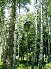 street lamp in the park of birches