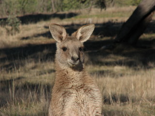kangaroo