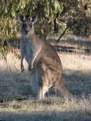 eastern grey kangaroo